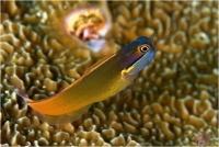 بلنی خط-نقطه (Dot-Dash Blenny)