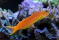 بلنی خط-نقطه (Dot-Dash Blenny)