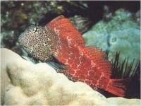 بلنی پلنگی (Leopard Blenny)