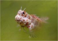 بلنی خال قرمز (Red-spotted Blenny)