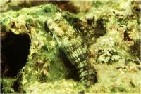 بلنی تصویری (Picture Blenny)