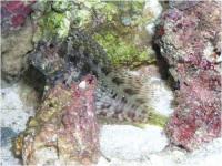 بلنی جواهر (Jawelled Blenny)