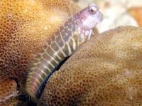 (Segmented Blenny)