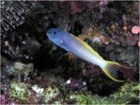 بلنی نیش سمی دُم زرد (Yellow Tail Poison-fang Blenny)