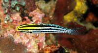 نیش سمی گِرامیستز (Grammistes Poison-fang Blenny)