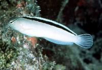 بلنی نیش سمی اِسمیت (Smiths Poison-fang Blenny)