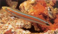 بلنی دلقک نیش سمی خط آبی (Bluestriped-fang Mimicblenny)