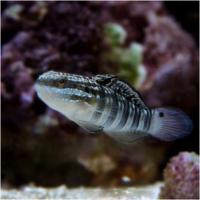 گوبی پروانه (Butterfly Goby)