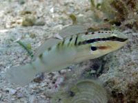 گوبی سر خال دار (Spottyhead Goby)