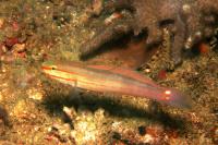گوبی هاشوری (Crosshatch Goby)