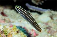 گوبی هِکتور (Hectors goby)