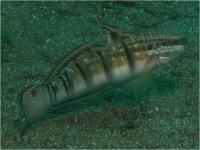 گوبی نوار قهوه ای (Brown-barred Goby)