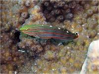 گوبی رِین فورد (RainfordS Goby)