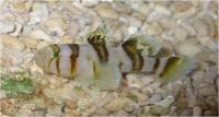 گوبی نوکتِرنا (Nocturnas Goby)