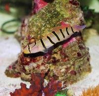 گوبی باله پرچمی کمربند سیاه (Black Belt Flagfin Goby)