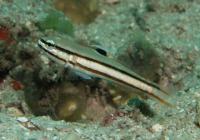 گوبی دو نواری - گوبی ریلی(Twostripe Goby - Railway Goby)
