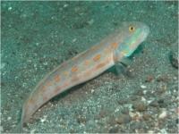 گوبی دوشیزه - گوبی خال نارنجی(Maiden Goby - Orange-spotted Goby)