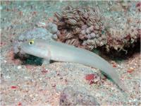 گوبی 6 خال (Six-spot Goby)