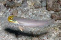 گوبی خواب آلود سر طلایی (Golden head Sleeper Goby)