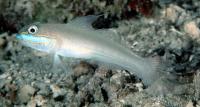 گوبی خواب آلوی سر طلایی تقلبی (False Golden Head Sleeper Goby)