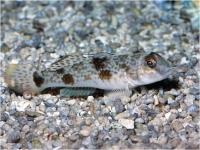 گوبی باله چین چین (Fringyfin Goby)