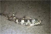 گوبی رگه آبی (Bluestreak Goby)