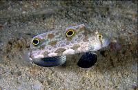 گوبی دو خال (Two Spot Goby)