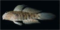 گوبی مرجانی گِل آلود (Mud reef Goby)