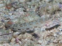 گوبی دکوری (Decorated goby)