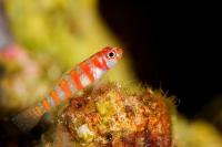 گوبی خوکچه ای نوار سیاه (Black Banded Pigmygoby)