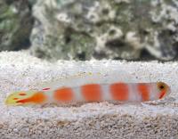 گوبی میگویی نوار صورتی (Pinkbar Prawngoby)