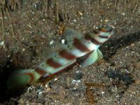 گوبی میگویی نوار اُریب (Diagonal Bar Prawngoby)