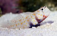 میگو/گوبی خال نارنجی (Orange-Spotted Goby w/ shrimp)