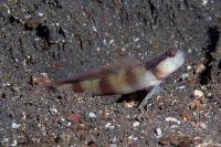 گوبی میگویی نوار قهو ه ای (Brownstreak Prawngoby)