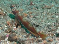 گوبی میگویی نوار پهن (Wideband Prawngoby)