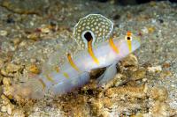 میگو/ گوبی خط نارنجی (Orangestripe Goby w/ shrimp)