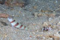 گوبی میگویی اِستِینیتز (Steinitzs Prawngoby)