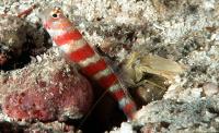 گوبی میگویی درخشان (Gorgeous Prawngoby)
