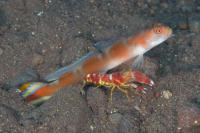 میگو/گوبی دُم پرچمی (Flagtail Goby w/ shrimp)