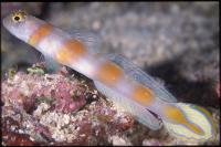 گوبی میگو دُم پرچمی (Flagtail Prawngoby)