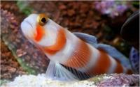 گوبی شریمپ نوار صورتی (Pinkbar Shrimpgoby)