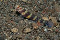 گوبی شریمپ خال آبی (Blue-Spotted Shrimpgoby)