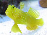 گوبی شریمپ زرد (Yellow Shrimpgoby)