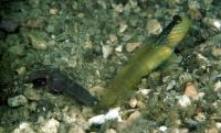 میگو/گوبی رگه آبی (Bluestreak Goby w/ shrimp)