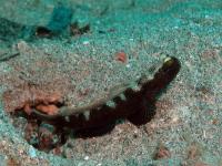 گوبی شریمپ نرده ای (Barred Shrimpgoby)