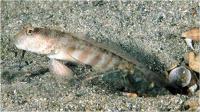 شریمپ/گوبی خال صورتی (Pink-speckled Goby w/ shrimp)