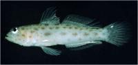 گوبی شریمپ جزیره مارمولکی (Lizard Island Shrimpgoby)