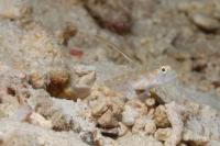 میگو/ گوبی تَنگارو (Tangaroa Goby w/ shrimp)