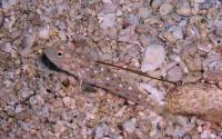 گوبی شریمپ تَنگارو (Tangaroa Shrimpgoby)
