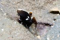 میگو/گوبی برازنده (Graceful Goby w/ shrimp)